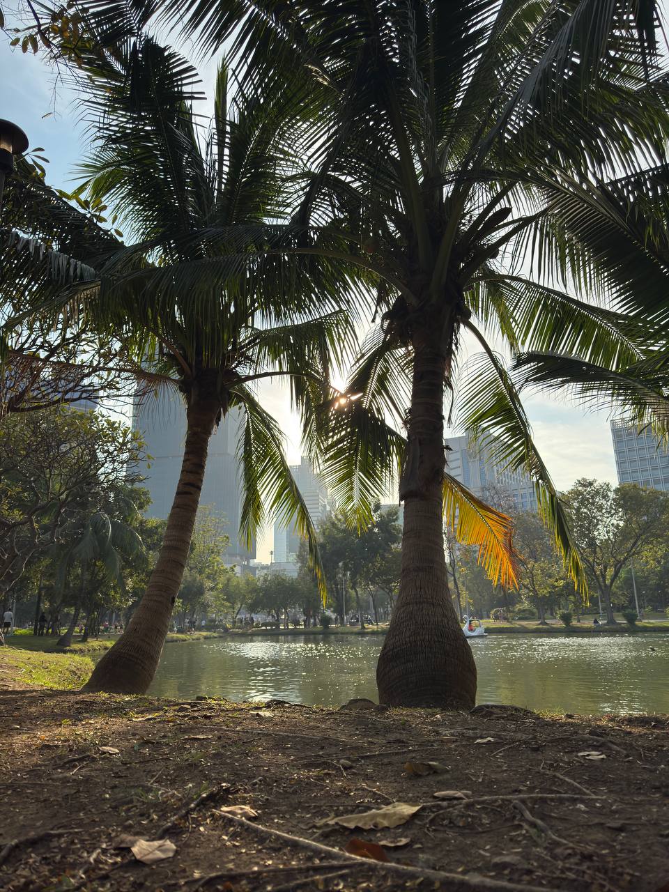 Lumpini Park — palm trees, lake, and Bangkok skyscrapers beyond the trees